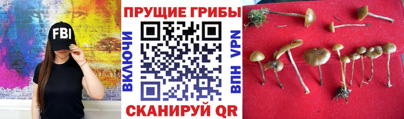 kraken как войти  Новосибирск  Псилоцибиновые грибы Psilocybine cubensis 